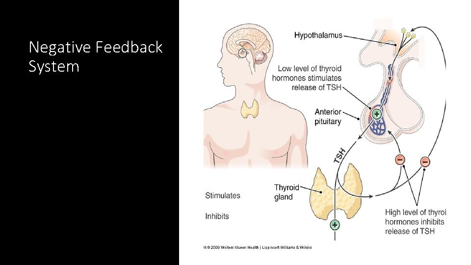 Negative Feedback System 