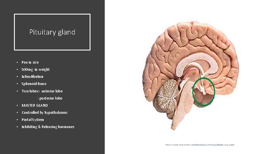 Pituitary gland • Pea in size • 500 mg in weight • Infundibulum •