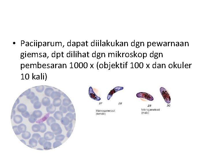  • Paciiparum, dapat diilakukan dgn pewarnaan giemsa, dpt dilihat dgn mikroskop dgn pembesaran