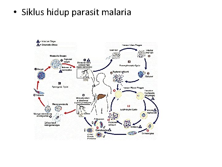  • Siklus hidup parasit malaria 
