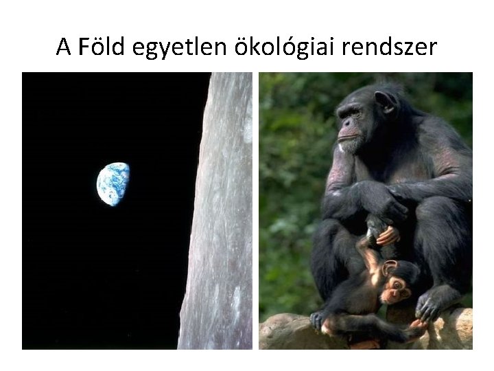 A Föld egyetlen ökológiai rendszer 