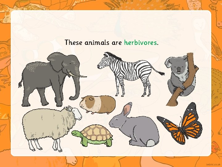 These animals are herbivores. 