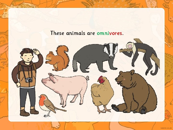 These animals are omnivores. 