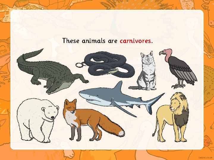 These animals are carnivores. 