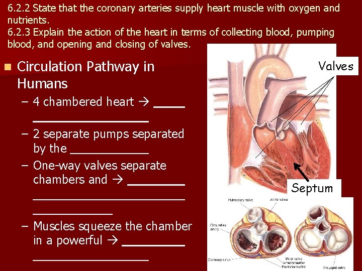 6. 2. 2 State that the coronary arteries supply heart muscle with oxygen and