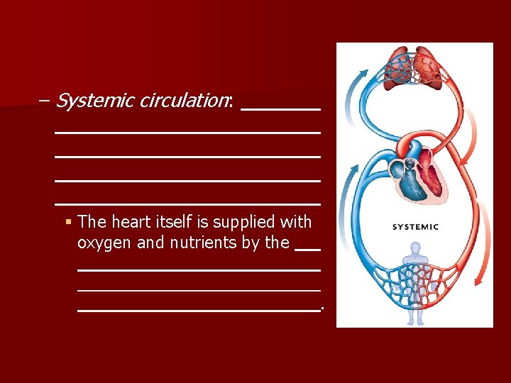 – Systemic circulation: § The heart itself is supplied with oxygen and nutrients by