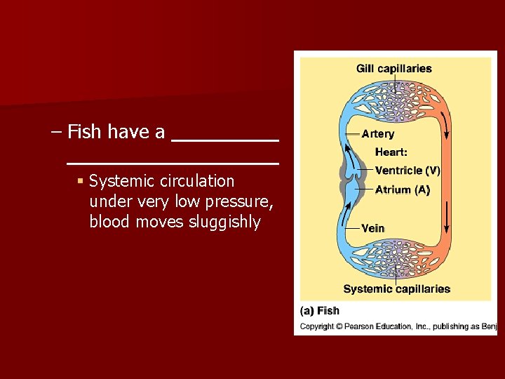– Fish have a § Systemic circulation under very low pressure, blood moves sluggishly