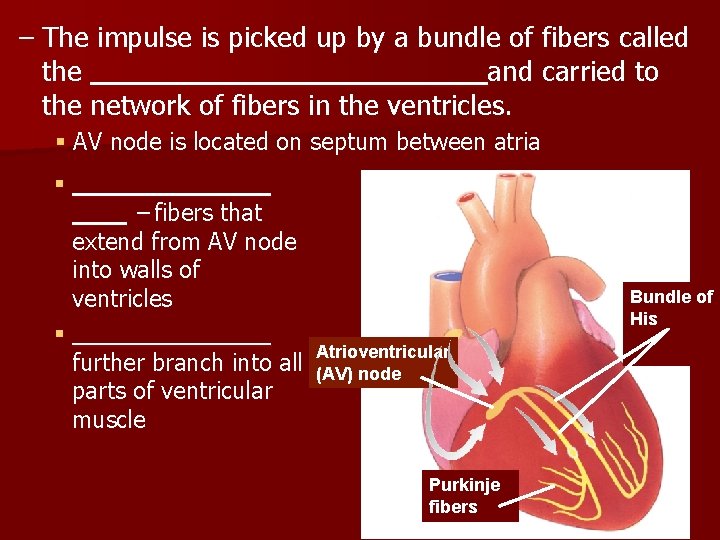 – The impulse is picked up by a bundle of fibers called the and