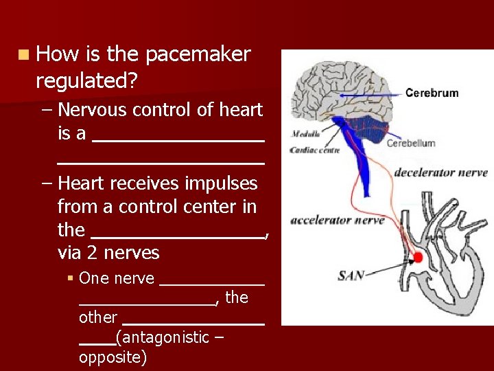 n How is the pacemaker regulated? – Nervous control of heart is a –