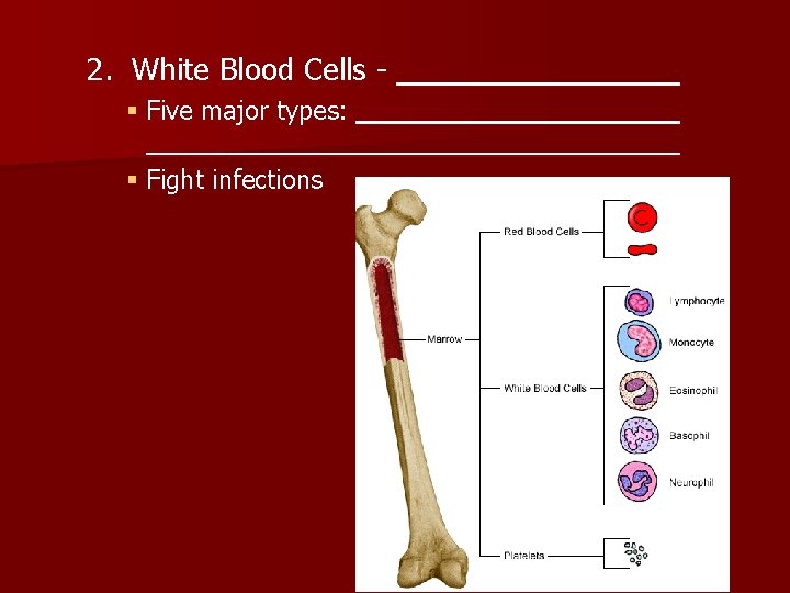 2. White Blood Cells § Five major types: § Fight infections 