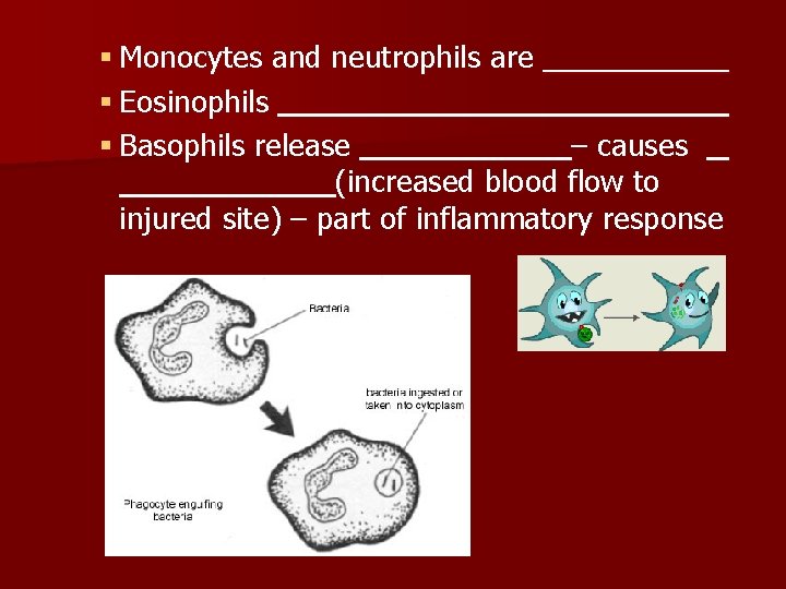 § Monocytes and neutrophils are § Eosinophils § Basophils release – causes (increased blood