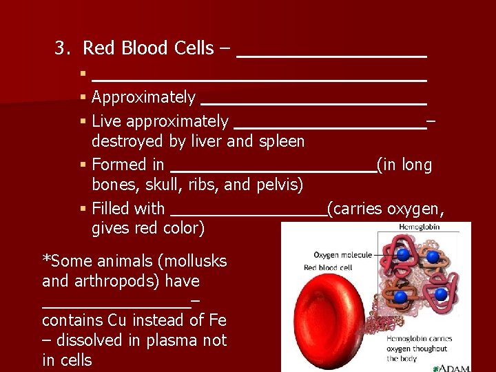 3. Red Blood Cells – § § Approximately § Live approximately destroyed by liver