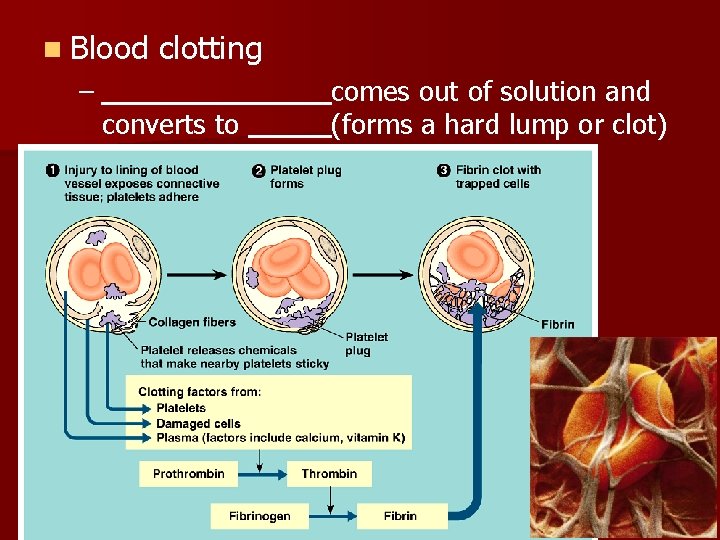n Blood – clotting converts to comes out of solution and (forms a hard