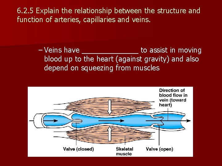 6. 2. 5 Explain the relationship between the structure and function of arteries, capillaries