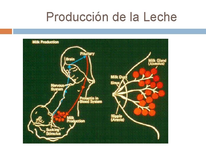  Producción de la Leche 
