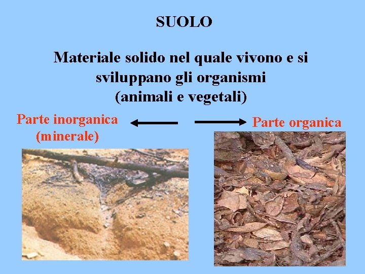 SUOLO Materiale solido nel quale vivono e si sviluppano gli organismi (animali e vegetali)