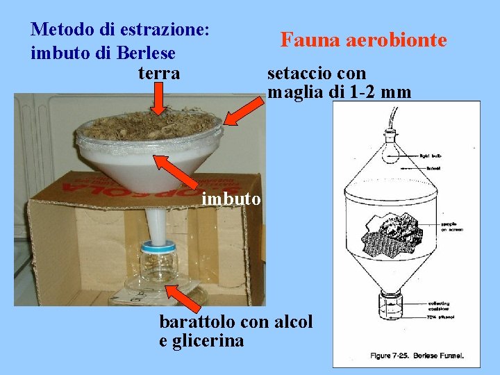 Metodo di estrazione: imbuto di Berlese terra Fauna aerobionte setaccio con maglia di 1