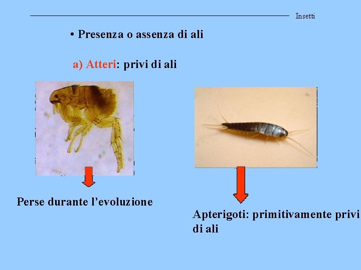 Insetti • Presenza o assenza di ali a) Atteri: privi di ali Perse durante