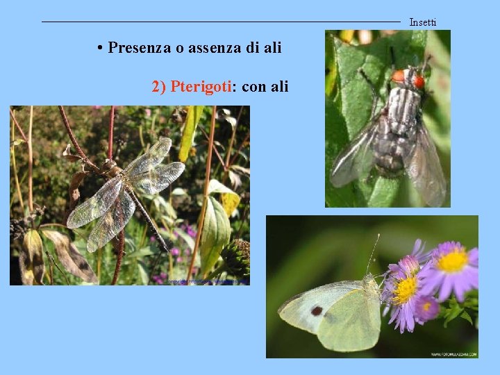 Insetti • Presenza o assenza di ali 2) Pterigoti: con ali 