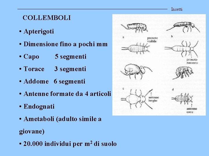 Insetti COLLEMBOLI • Apterigoti • Dimensione fino a pochi mm • Capo 5 segmenti