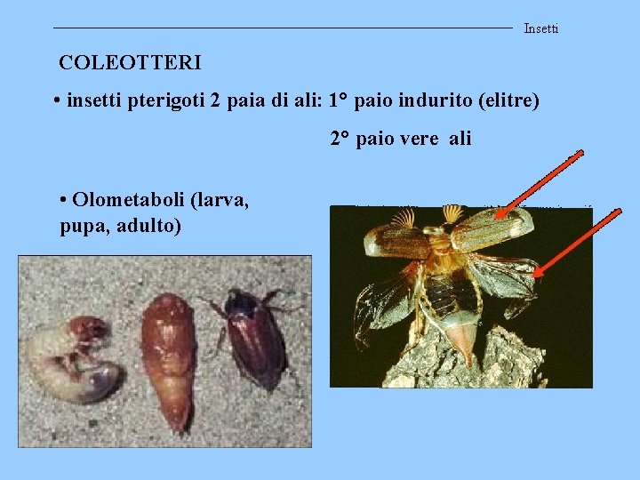 Insetti COLEOTTERI • insetti pterigoti 2 paia di ali: 1° paio indurito (elitre) 2°