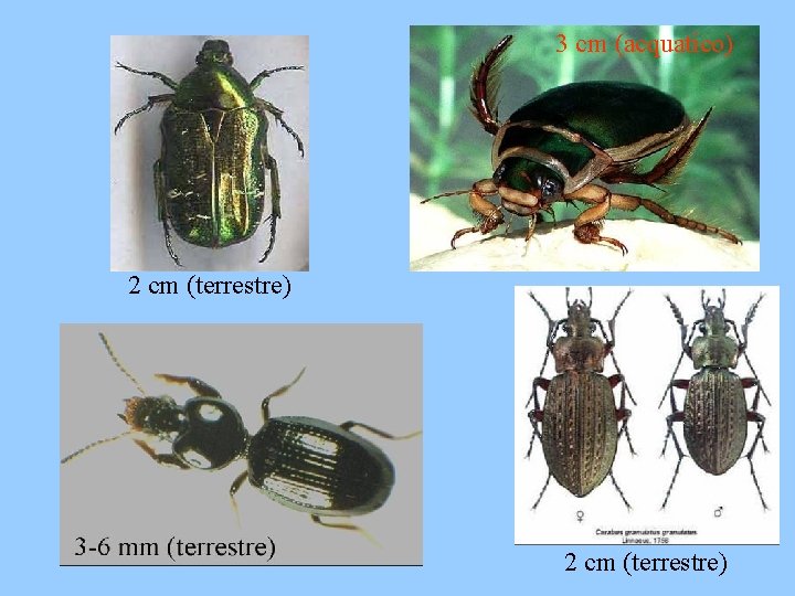 3 cm (acquatico) 2 cm (terrestre) 