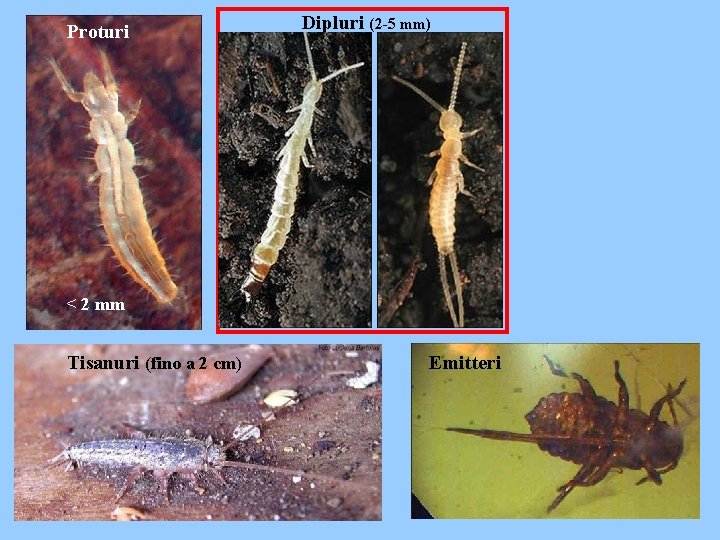 Proturi Dipluri (2 -5 mm) < 2 mm Tisanuri (fino a 2 cm) Emitteri