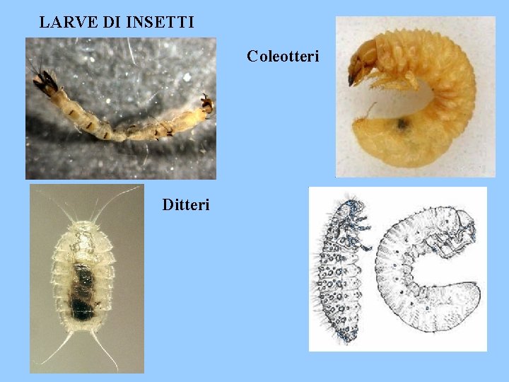 LARVE DI INSETTI Coleotteri Ditteri 