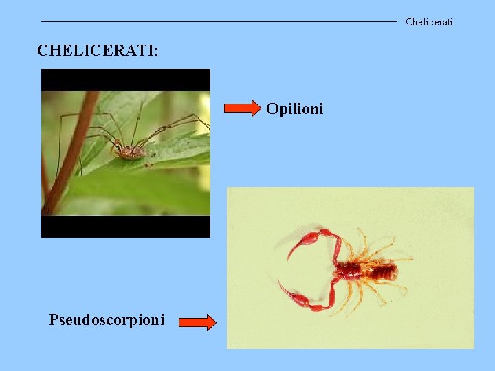 Chelicerati CHELICERATI: Opilioni Pseudoscorpioni 