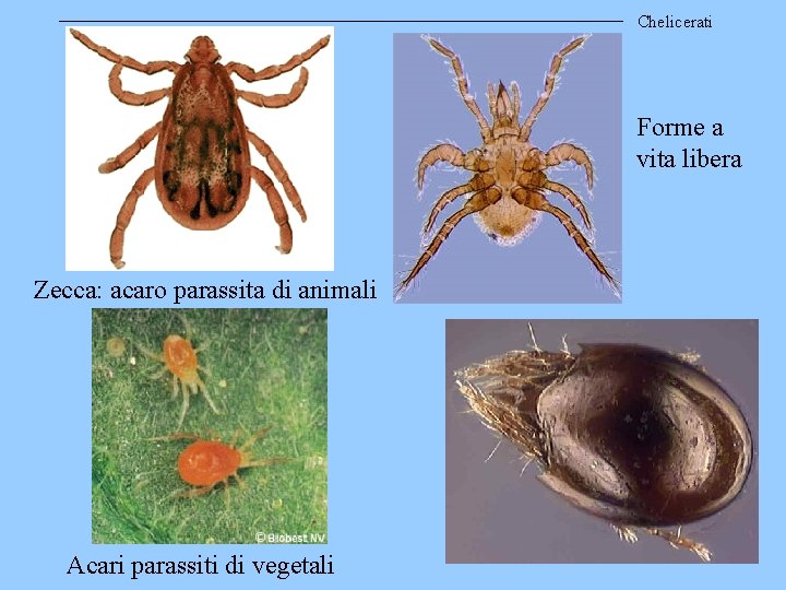 Chelicerati Forme a vita libera Zecca: acaro parassita di animali Acari parassiti di vegetali