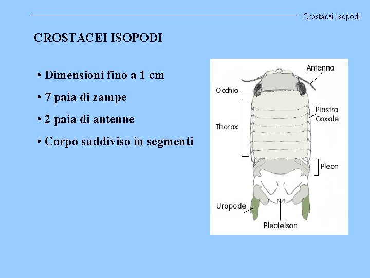 Crostacei isopodi CROSTACEI ISOPODI • Dimensioni fino a 1 cm • 7 paia di