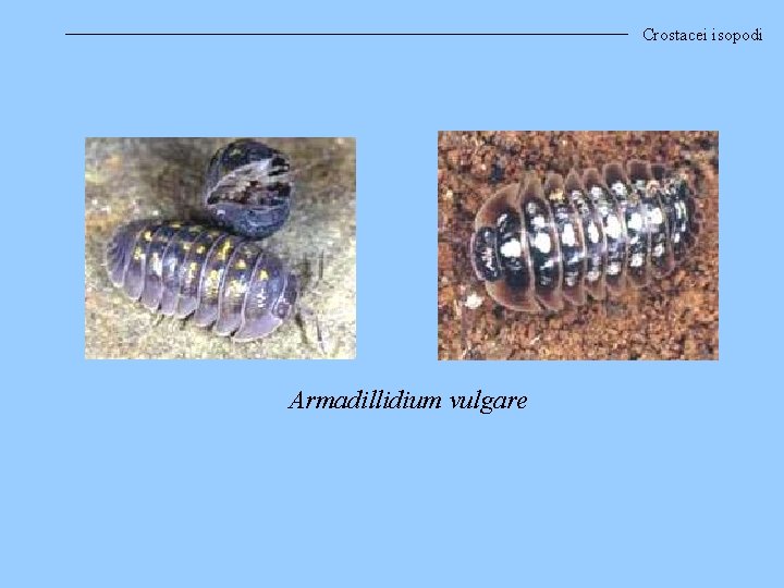 Crostacei isopodi Armadillidium vulgare 