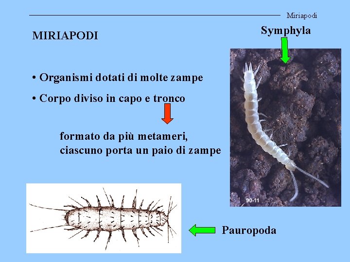 Miriapodi MIRIAPODI Symphyla • Organismi dotati di molte zampe • Corpo diviso in capo