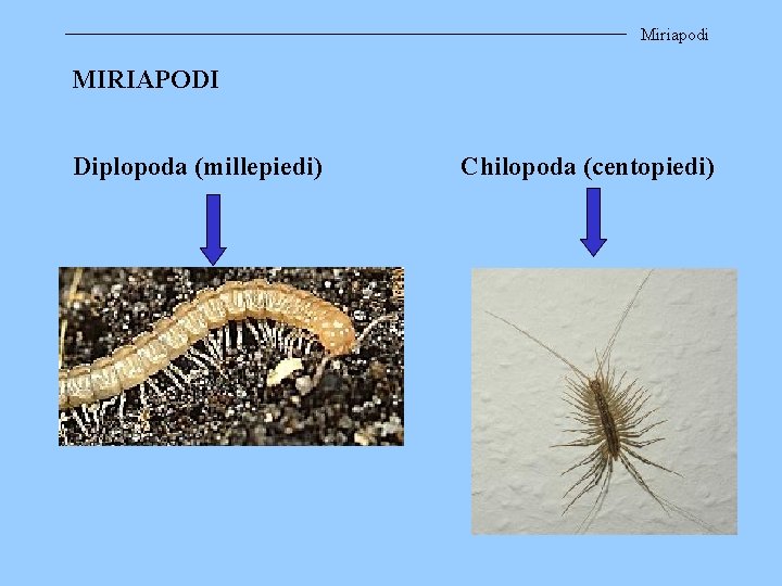Miriapodi MIRIAPODI Diplopoda (millepiedi) Chilopoda (centopiedi) 