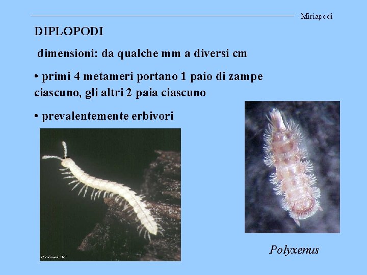 Miriapodi DIPLOPODI dimensioni: da qualche mm a diversi cm • primi 4 metameri portano