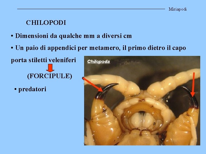 Miriapodi CHILOPODI • Dimensioni da qualche mm a diversi cm • Un paio di