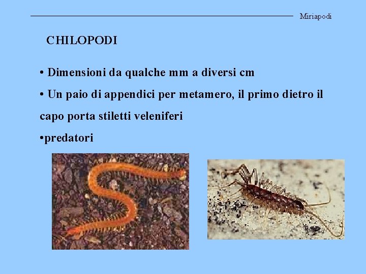 Miriapodi CHILOPODI • Dimensioni da qualche mm a diversi cm • Un paio di