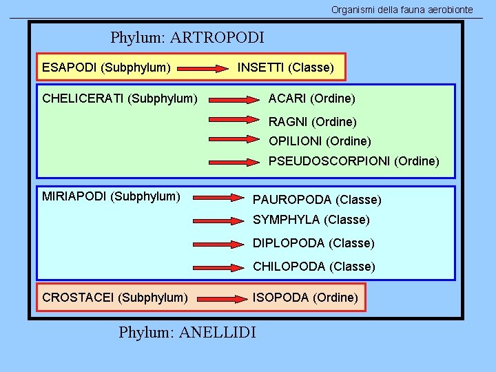 Organismi della fauna aerobionte Phylum: ARTROPODI ESAPODI (Subphylum) INSETTI (Classe) CHELICERATI (Subphylum) ACARI (Ordine)