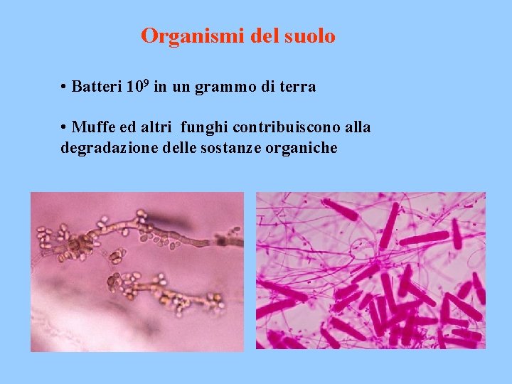 Organismi del suolo • Batteri 109 in un grammo di terra • Muffe ed