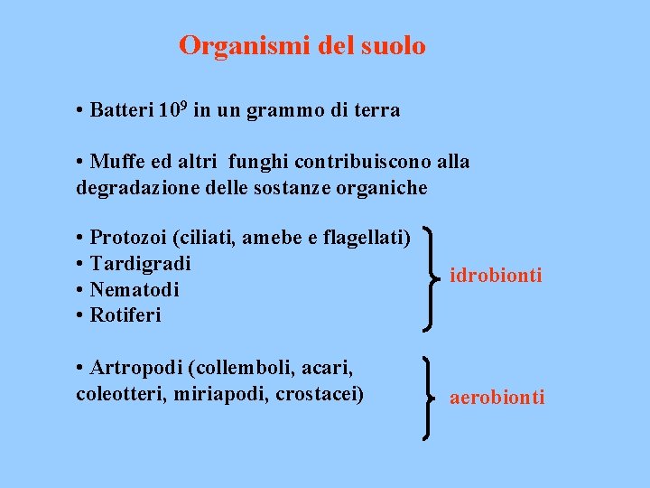 Organismi del suolo • Batteri 109 in un grammo di terra • Muffe ed