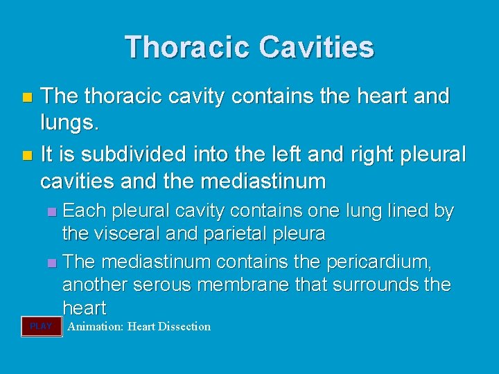 Thoracic Cavities The thoracic cavity contains the heart and lungs. n It is subdivided Thoracic Cavities The thoracic cavity contains the heart and lungs. n It is subdivided