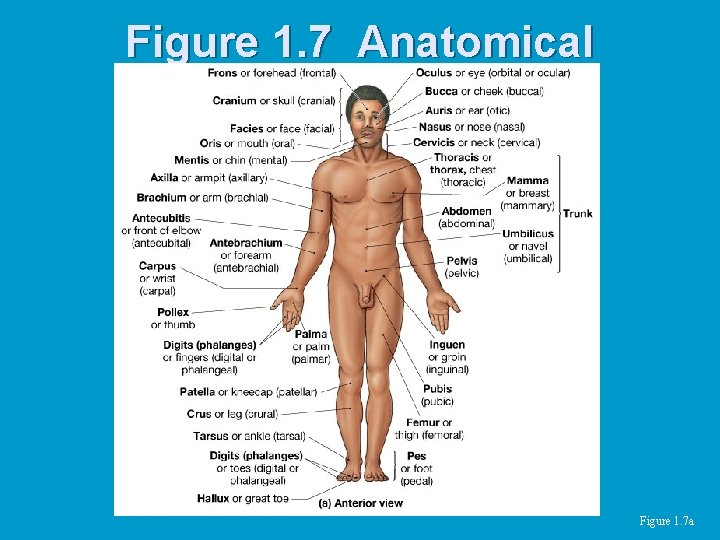 Figure 1. 7 Anatomical Landmarks Figure 1. 7 a Figure 1. 7 Anatomical Landmarks Figure 1. 7 a