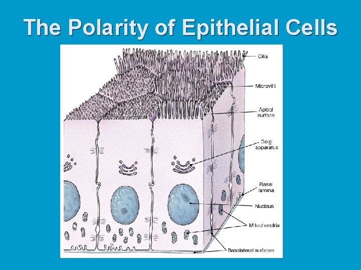 The Polarity of Epithelial Cells The Polarity of Epithelial Cells