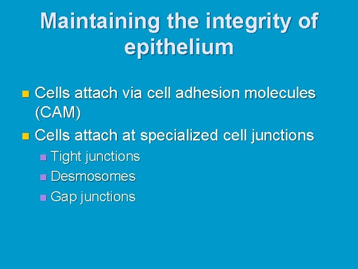 Maintaining the integrity of epithelium Cells attach via cell adhesion molecules (CAM) n Cells Maintaining the integrity of epithelium Cells attach via cell adhesion molecules (CAM) n Cells