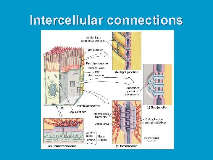 Intercellular connections Intercellular connections