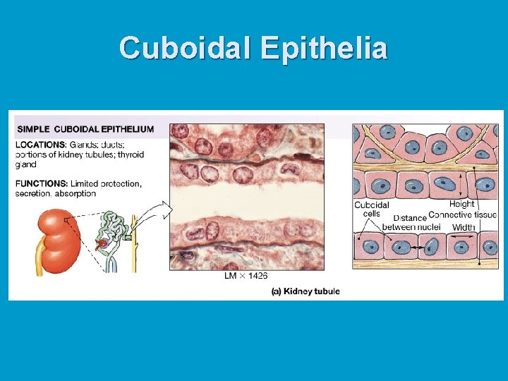 Cuboidal Epithelia 