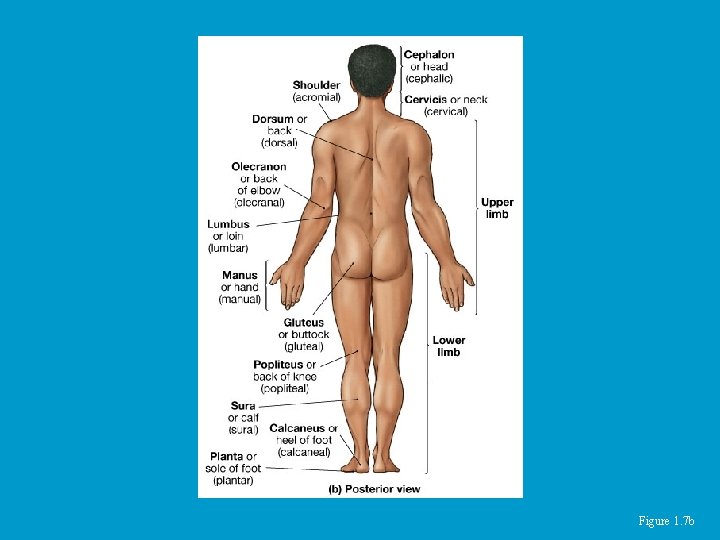 Figure 1. 7 b Figure 1. 7 b