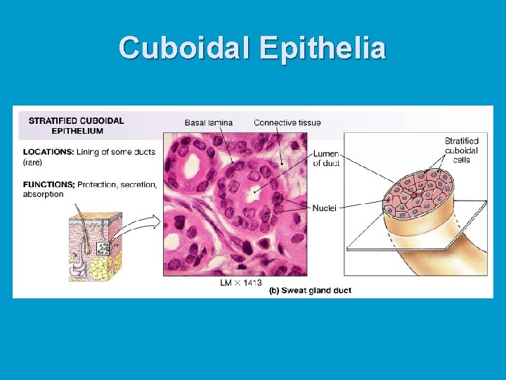 Cuboidal Epithelia Cuboidal Epithelia