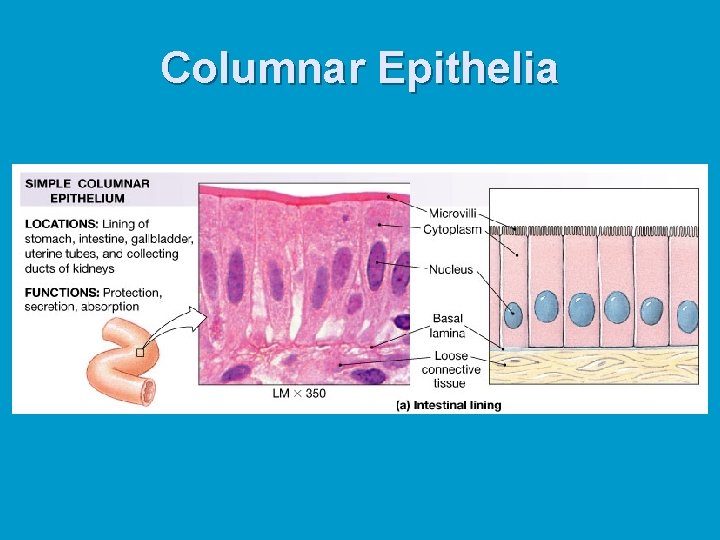 Columnar Epithelia 