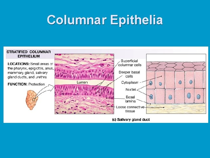 Columnar Epithelia Columnar Epithelia
